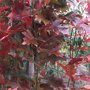 Quercus palustris 'Green Pillar'